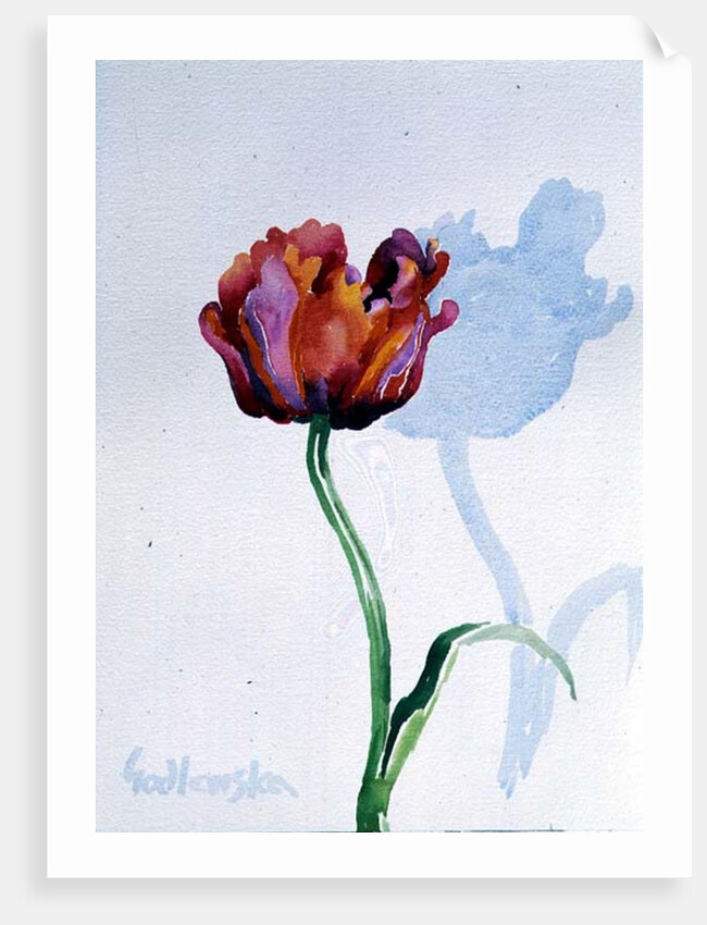 Tulip, 1998 by Izabella Godlewska de Aranda