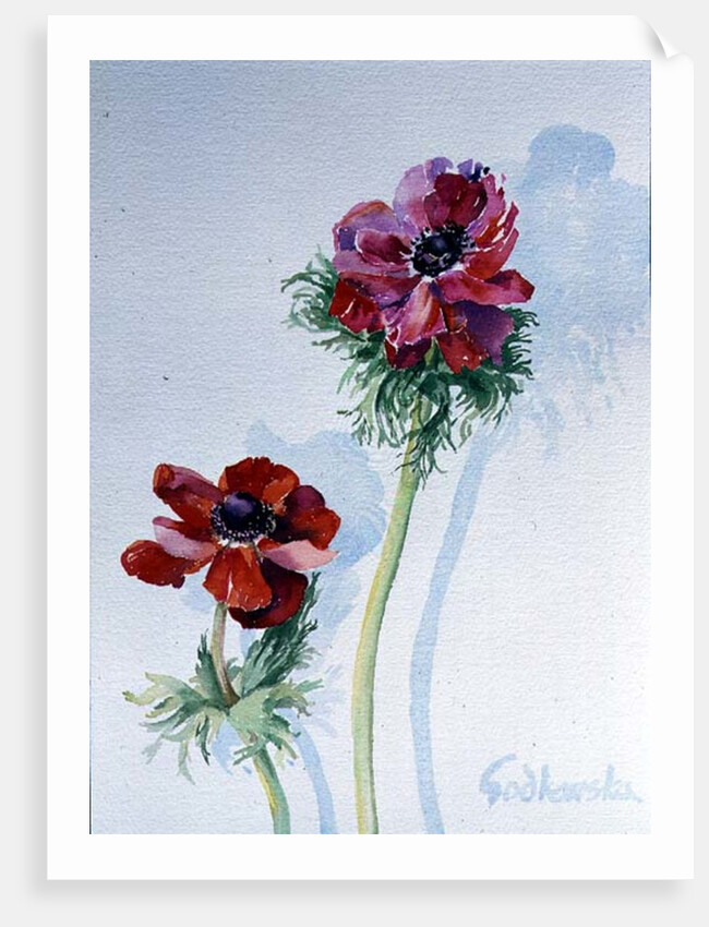 Anemone, 1998 by Izabella Godlewska de Aranda