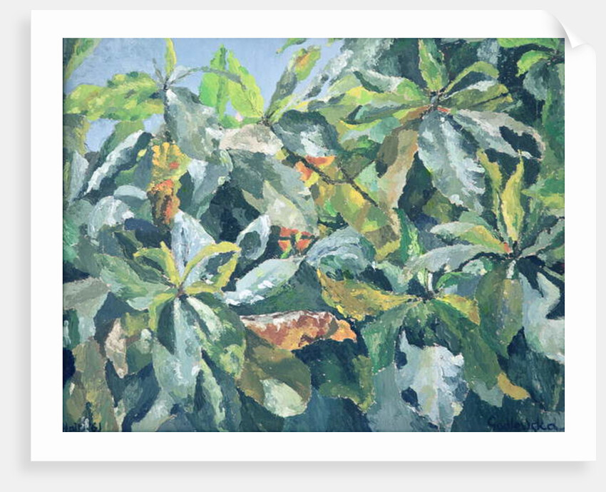 Plants, 1961 by Izabella Godlewska de Aranda