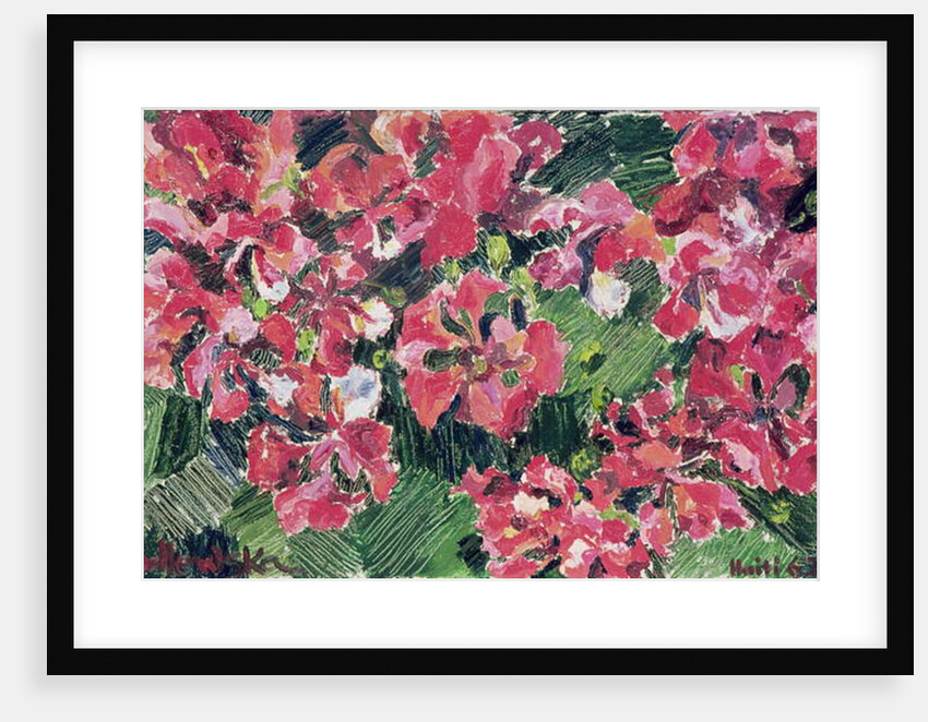 Rhododendron, 1962 by Izabella Godlewska de Aranda