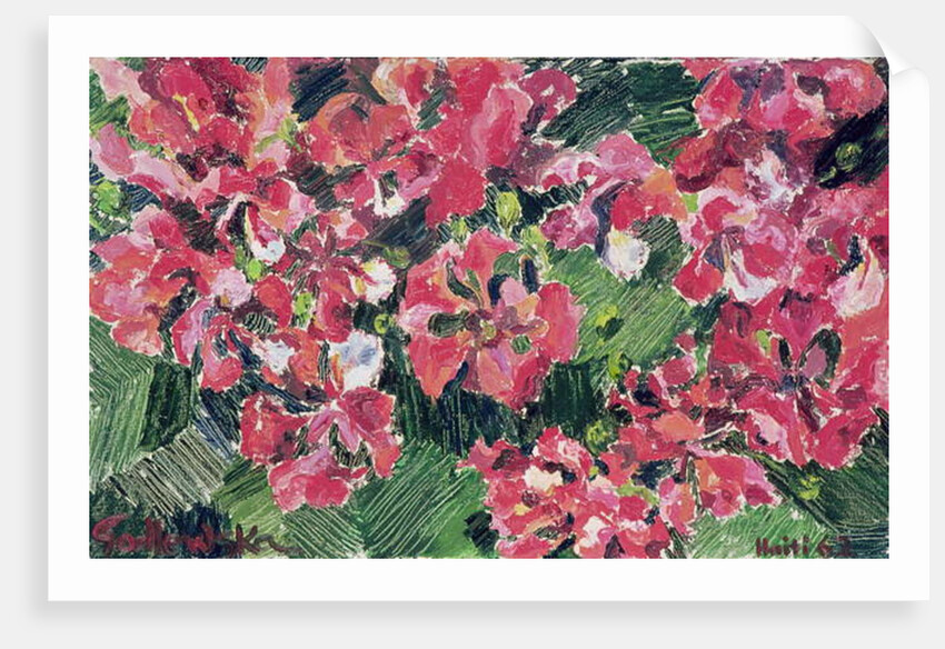 Rhododendron, 1962 by Izabella Godlewska de Aranda