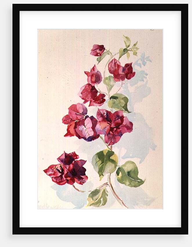 No.2 Bougainvillea Red by Izabella Godlewska de Aranda