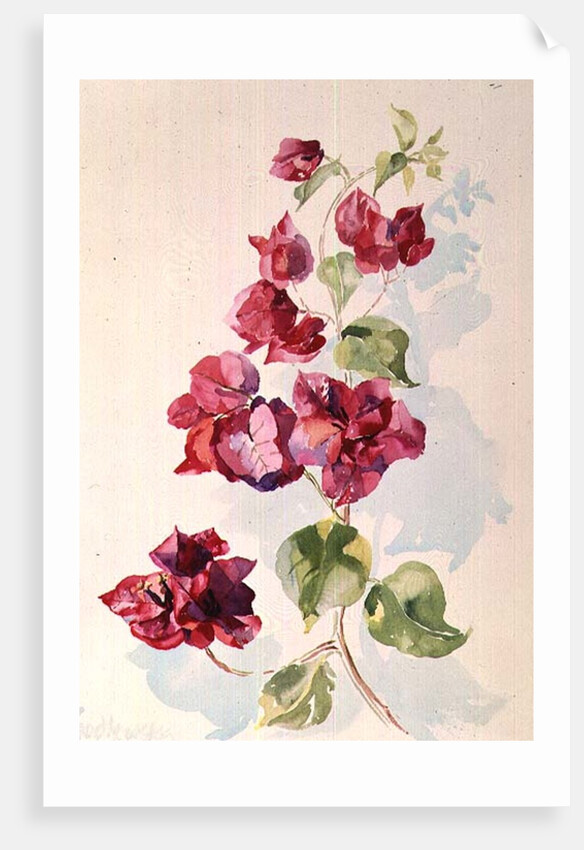 No.2 Bougainvillea Red by Izabella Godlewska de Aranda