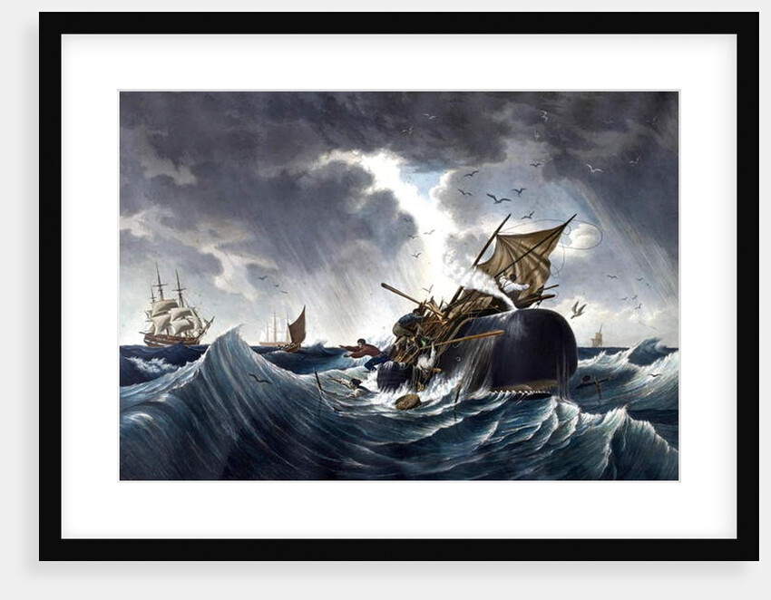 Whale Destroying Whaling Ship, c.1875 by American School