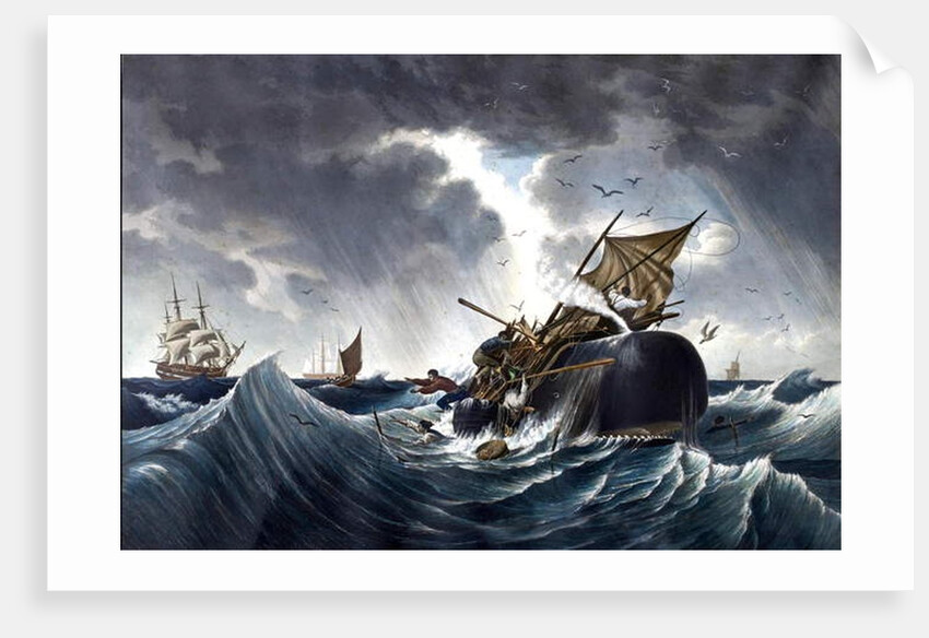 Whale Destroying Whaling Ship, c.1875 by American School