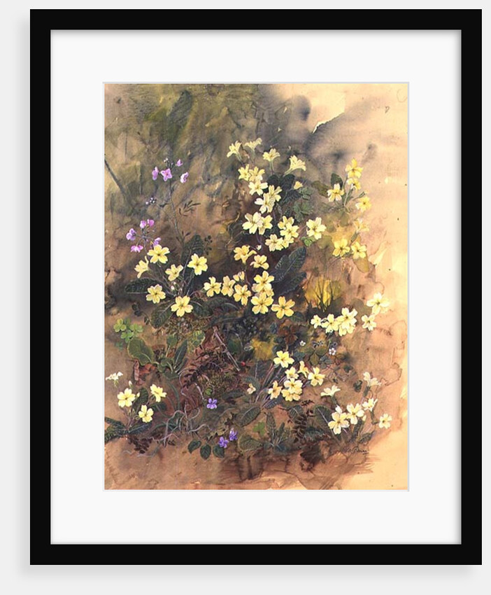 Primrose Bank by John Gubbins