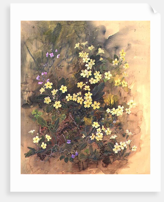 Primrose Bank by John Gubbins