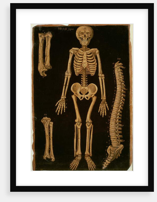 Ms Hunter 364 Table II Dissection, from Anatomical Tables, by John Banister by English School
