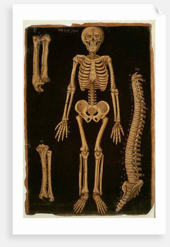 Ms Hunter 364 Table II Dissection, from Anatomical Tables, by John Banister by English School