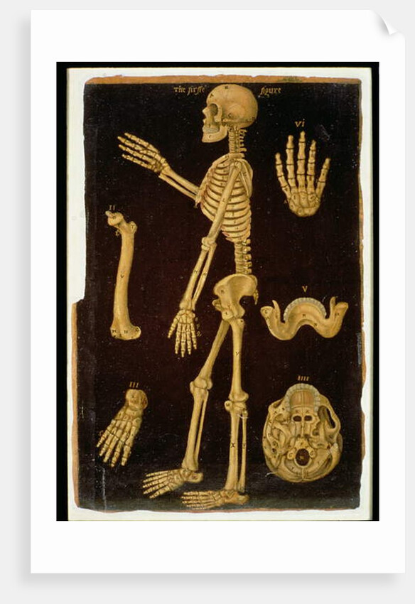 Ms Hunter 364 Table III Dissection, from Anatomical Tables, by John Banister by English School