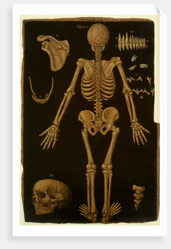 Ms Hunter 364 Table IV, from Anatomical Tables, by John Banister by English School