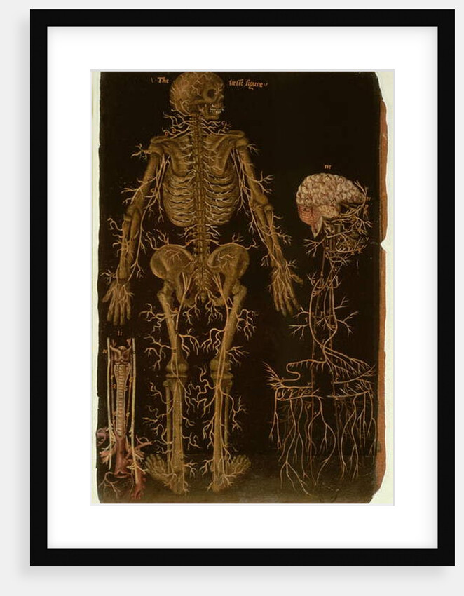 Ms Hunter 364 Table V Dissection, from Anatomical Tables, by John Banister by English School