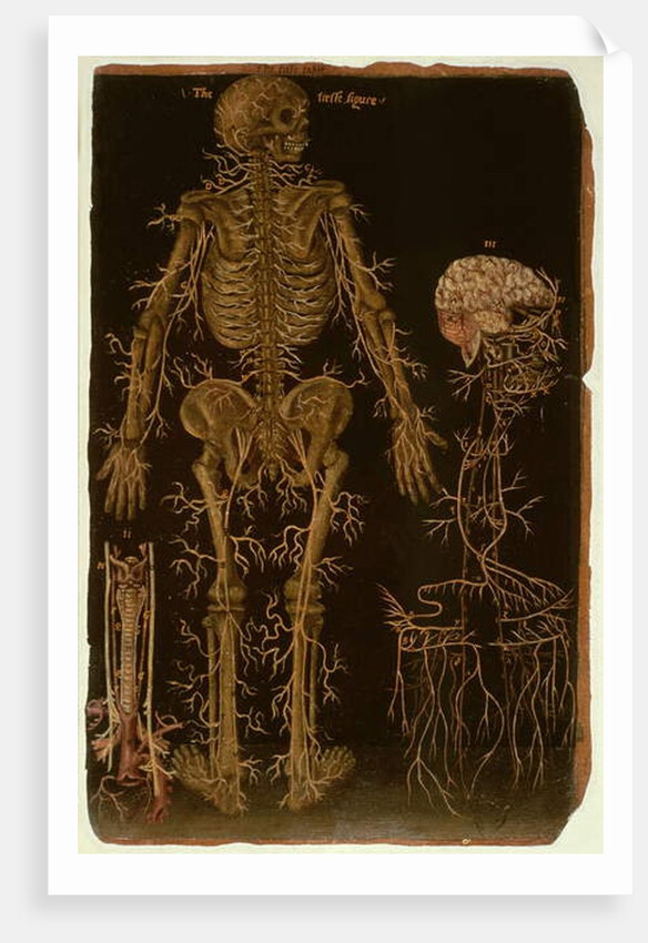 Ms Hunter 364 Table V Dissection, from Anatomical Tables, by John Banister by English School