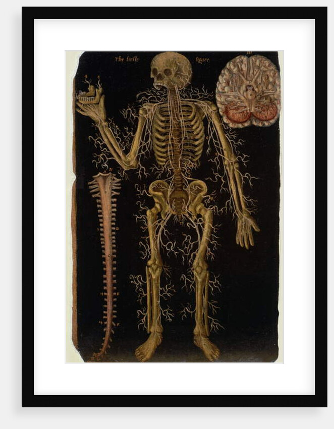 Ms Hunter 364 Table VI Dissection, from Anatomical Tables, by John Banister by English School