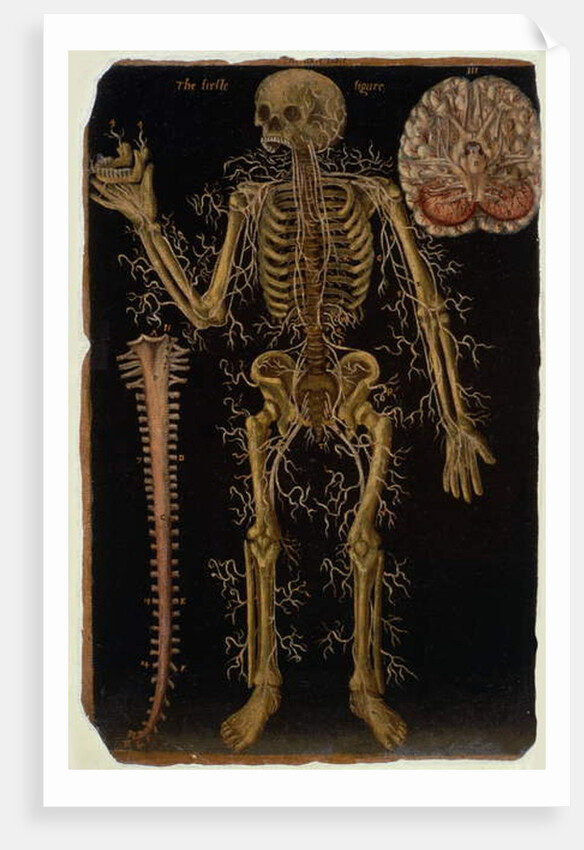 Ms Hunter 364 Table VI Dissection, from Anatomical Tables, by John Banister by English School