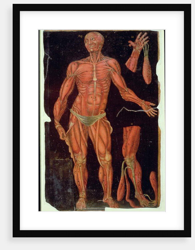 Ms Hunter 364 Table VII Dissection, from Anatomical Tables, by John Banister by English School