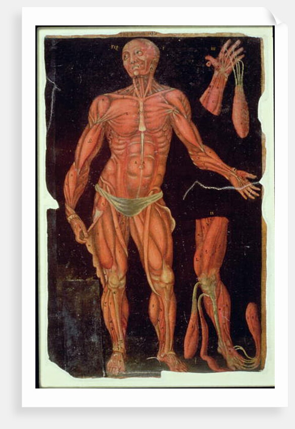 Ms Hunter 364 Table VII Dissection, from Anatomical Tables, by John Banister by English School