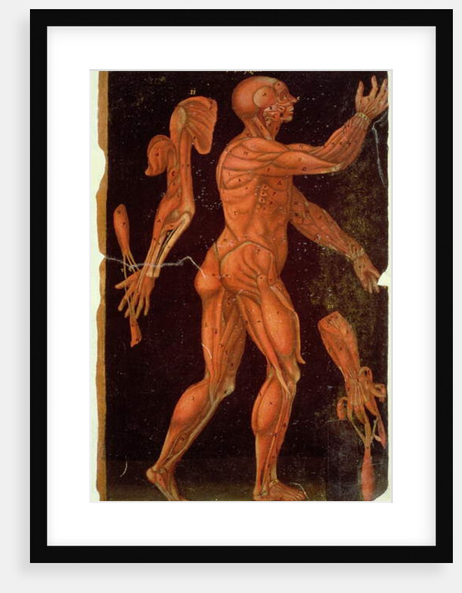 Ms Hunter 364 Table VIII Dissection by English School