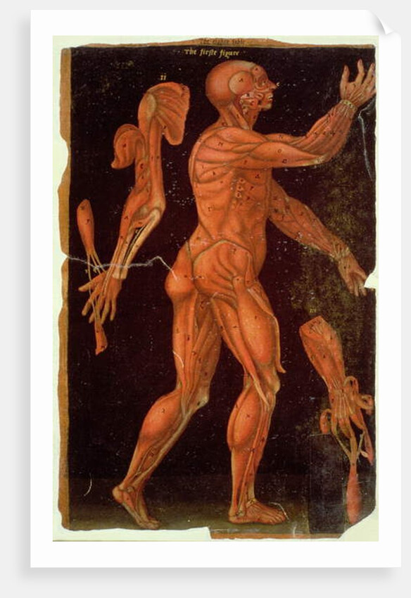 Ms Hunter 364 Table VIII Dissection by English School