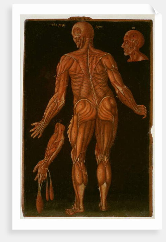 Ms Hunter 364 Table VIII Dissection, c.1170 by English School