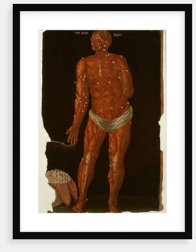 Ms Hunter 364 Table XI Dissection by English School