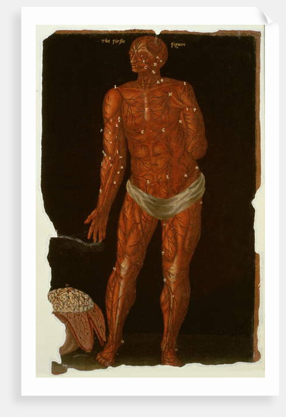 Ms Hunter 364 Table XI Dissection by English School