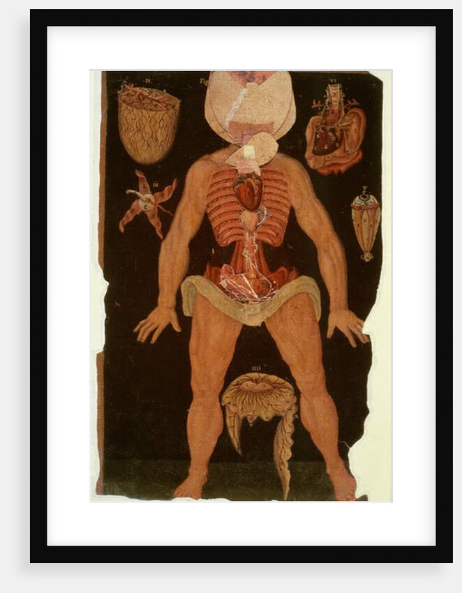 Ms Hunter 364 Table XII Dissection from Anatomical Tables, by John Banister by English School