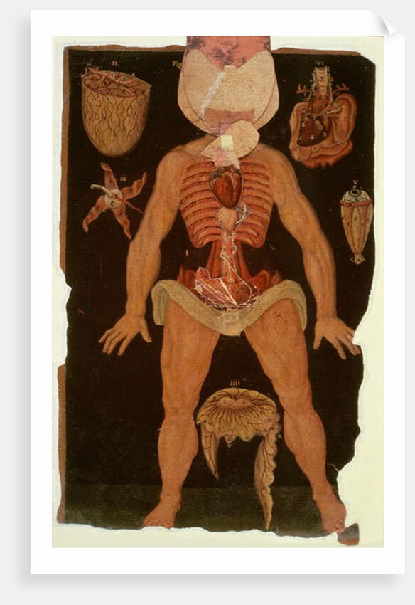 Ms Hunter 364 Table XII Dissection from Anatomical Tables, by John Banister by English School