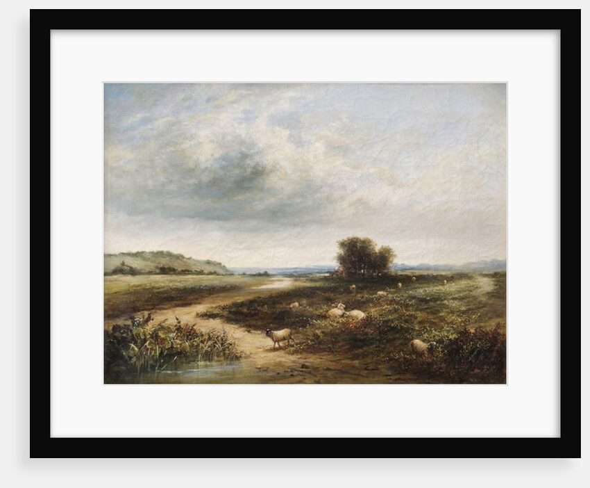 Sheep on a Common by T. K. Atkinson