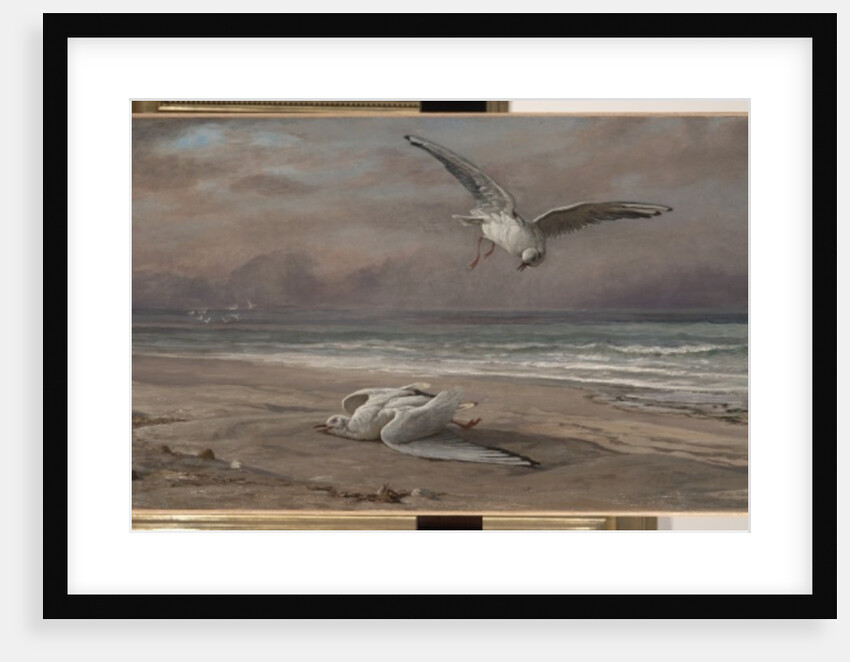 The Dying Sea Gull, 1879 by Elihu Vedder