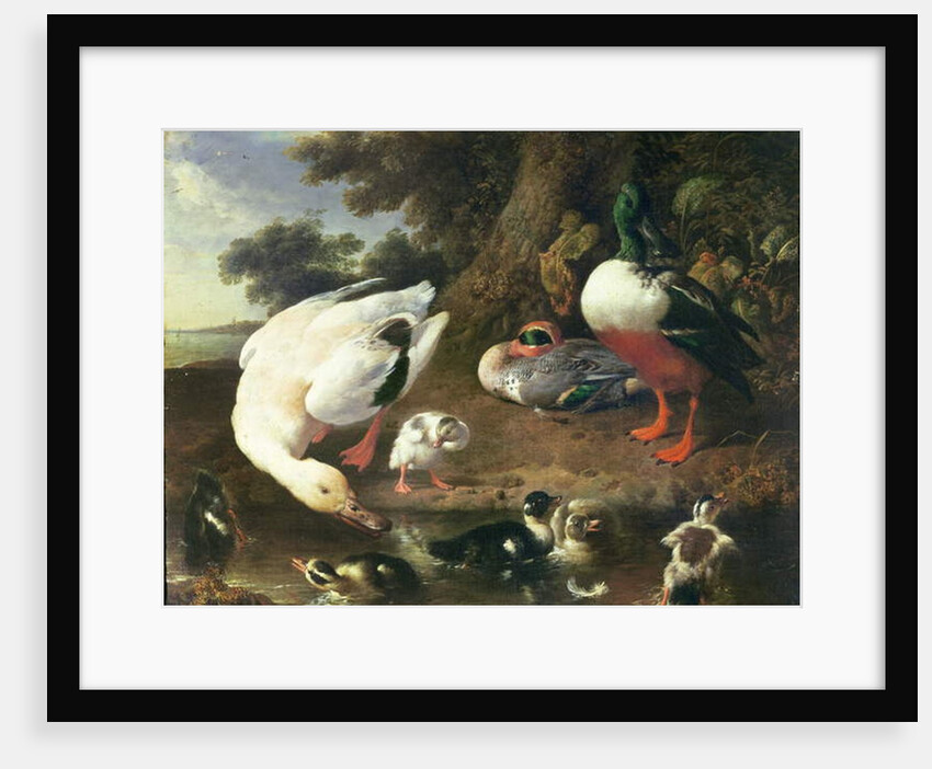 Farmyard ducks by Melchior de Hondecoeter