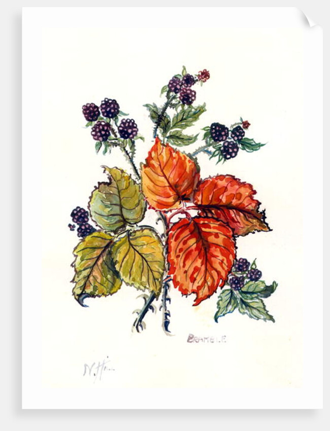 Bramble by Nell Hill