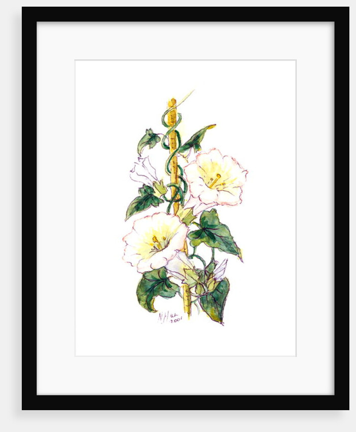 Convulvulous, 2001 by Nell Hill