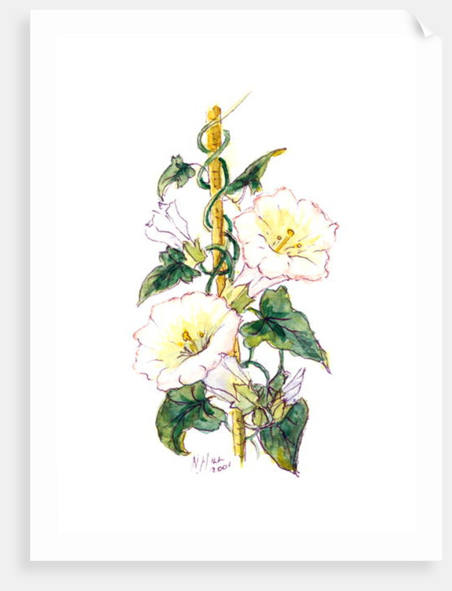 Convulvulous, 2001 by Nell Hill