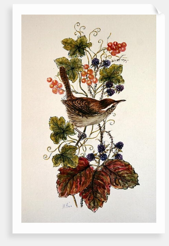 Wren on a spray of berries by Nell Hill