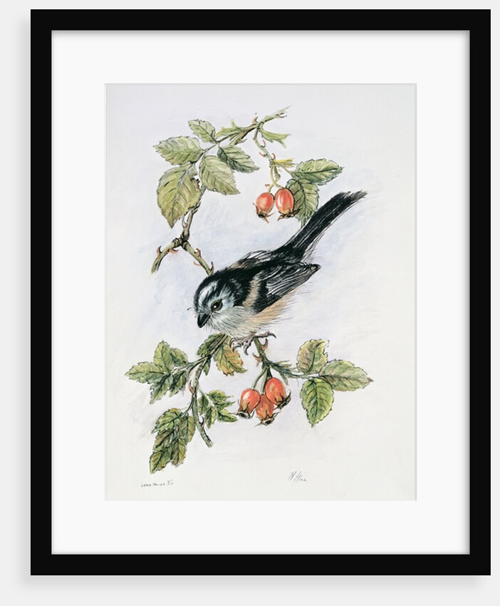 Long-tailed tit and rosehips by Nell Hill