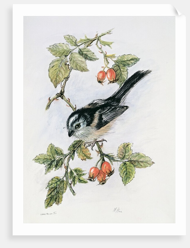 Long-tailed tit and rosehips by Nell Hill