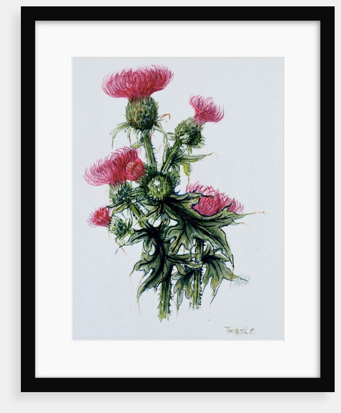 Scottish thistle by Nell Hill