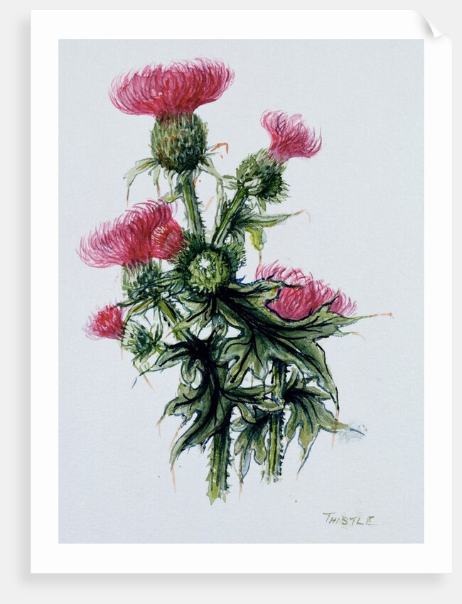 Scottish thistle by Nell Hill