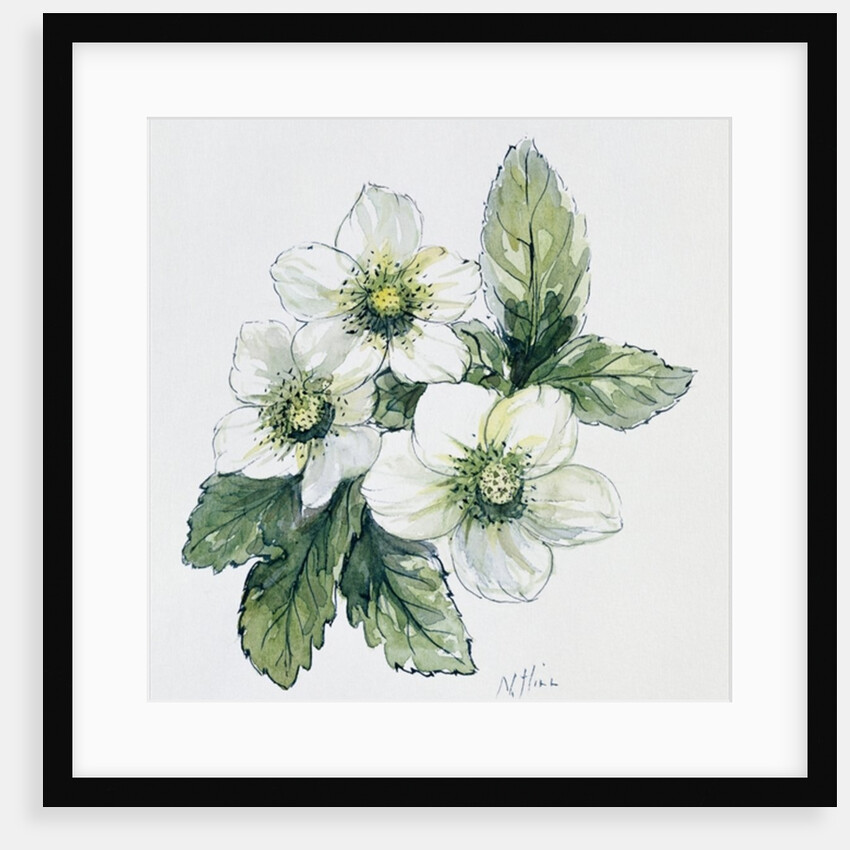 Christmas rose by Nell Hill