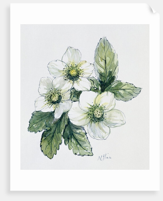 Christmas rose by Nell Hill