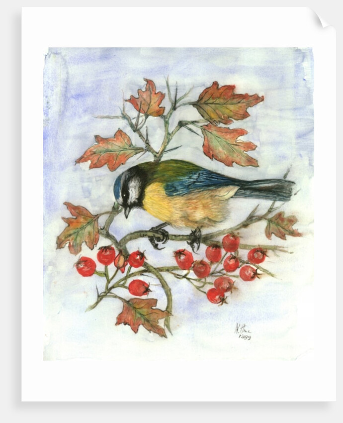 Blue Tit on Hawthorn by Nell Hill