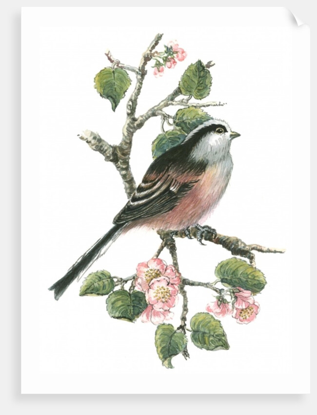 Long tailed tit and cherry blossom by Nell Hill