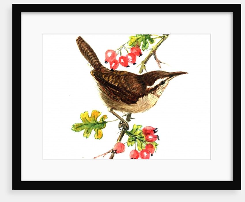 Wren and rosehips by Nell Hill