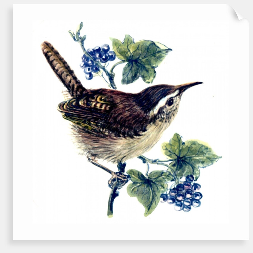 Wren in the ivy by Nell Hill