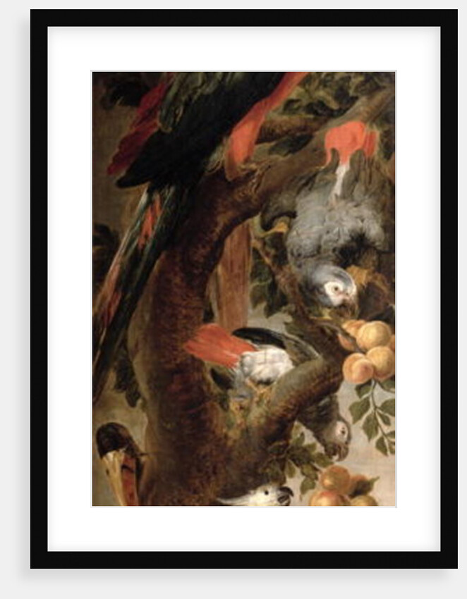 Macaws and Parrots by Frans Snyders or Snijders