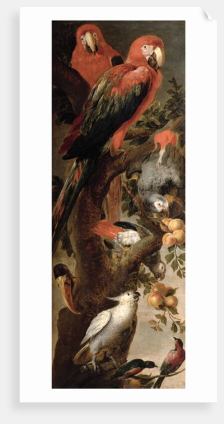 Macaws and Parrots by Frans Snyders or Snijders