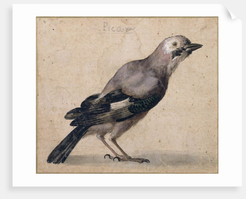 A Jay by Benedetto Luti