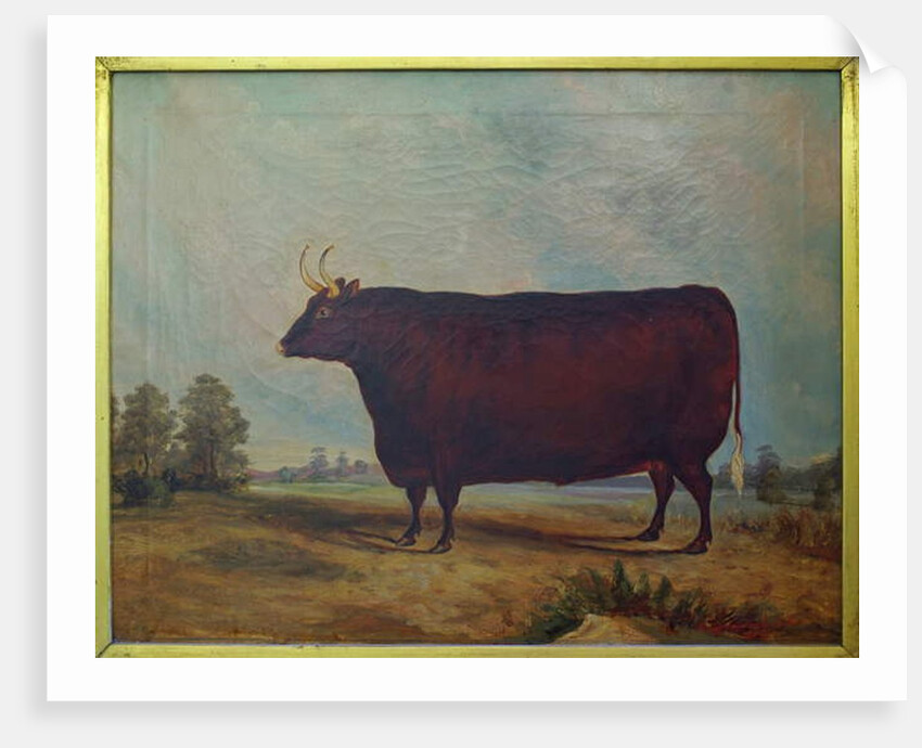 A North Devon Ox in a Landscape, 1837 by William Carmichael Baker
