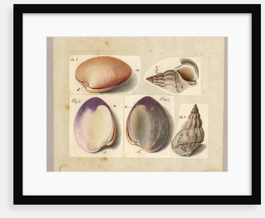Clam and Sea Snail: Venus Mercenaria Linnaei, Buccino glacioli Linnaei, 1785 by German School